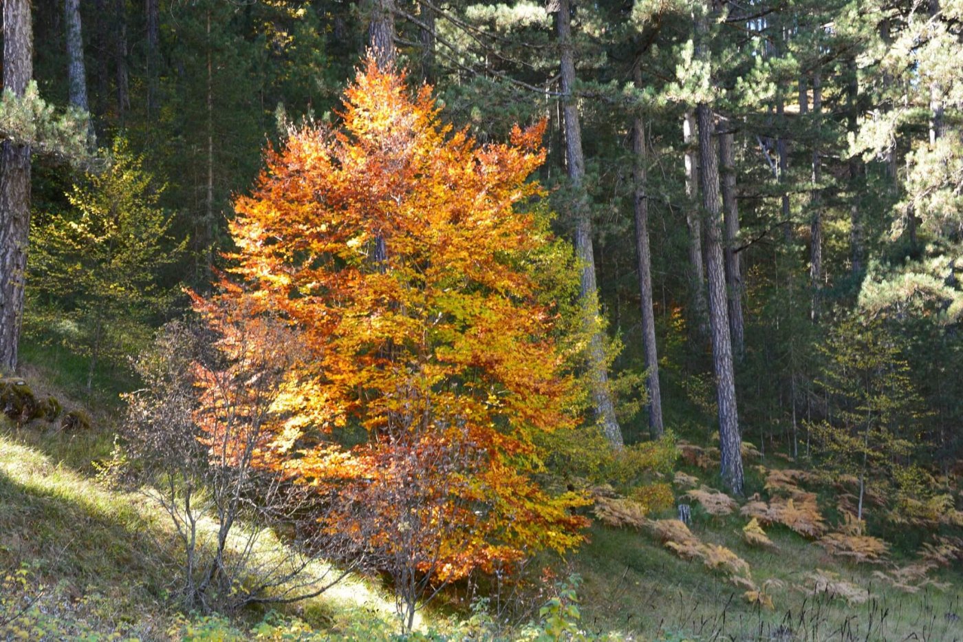 4 day trekking excursion / Valia Calda - Smolikas mt. >80km / North Pindos