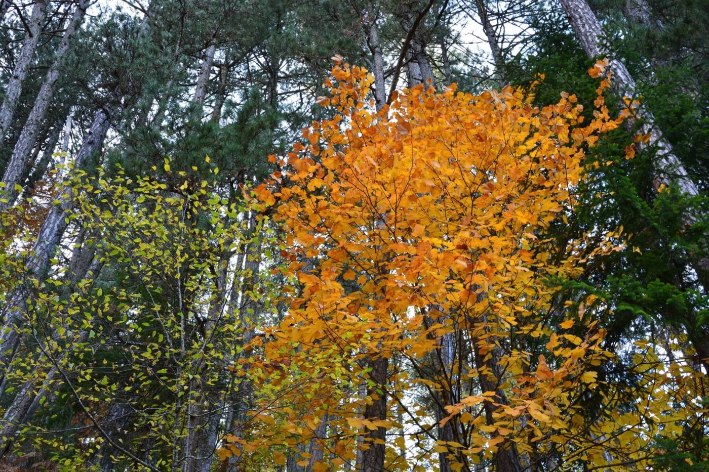 4 day trekking excursion / Valia Calda - Smolikas mt. >80km / North Pindos