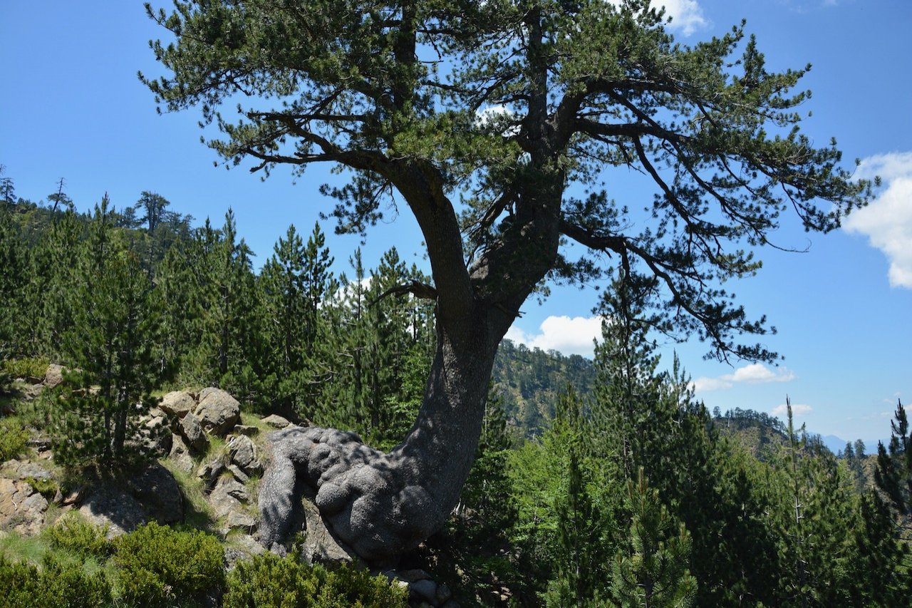 5ήμερη διάσχιση / βόρεια Πίνδος / Μέτσοβο - Μαυροβούνι - Βάλια Κάλντα - Βόβουσα - Δίστρατο - Σαμαρίνα - Σμόλικας - Πάδες # 100χλμ