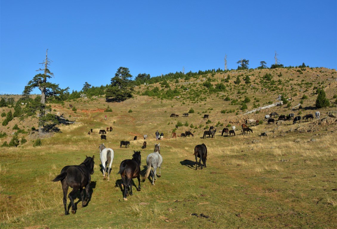 5 day trek / North Pindos / Metsovo - Valia Calda - Smolikas > 95km