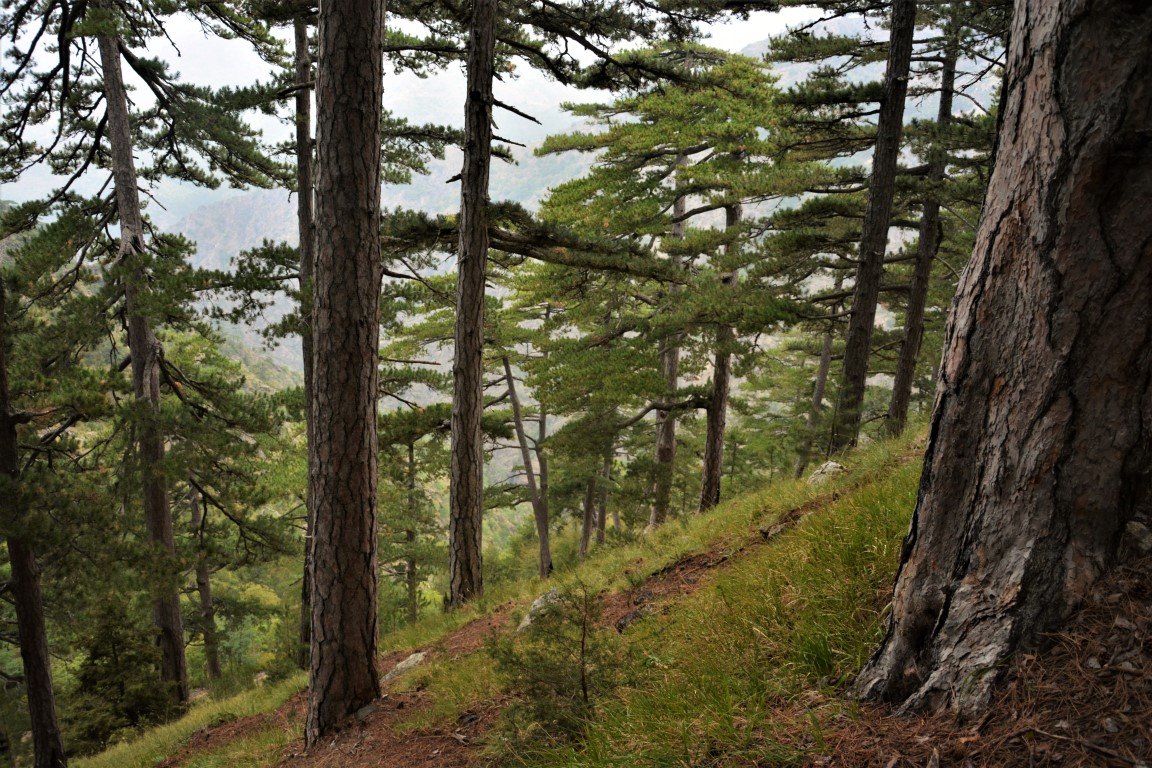 5 day trek / North Pindos / Metsovo - Valia Calda - Smolikas > 95km