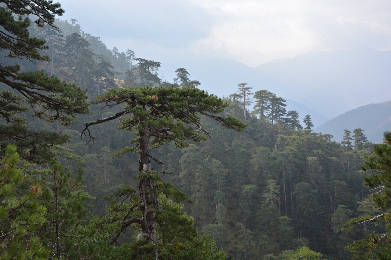 2 day forest hike / North Pindos / Vovousa to Samarina > 30km