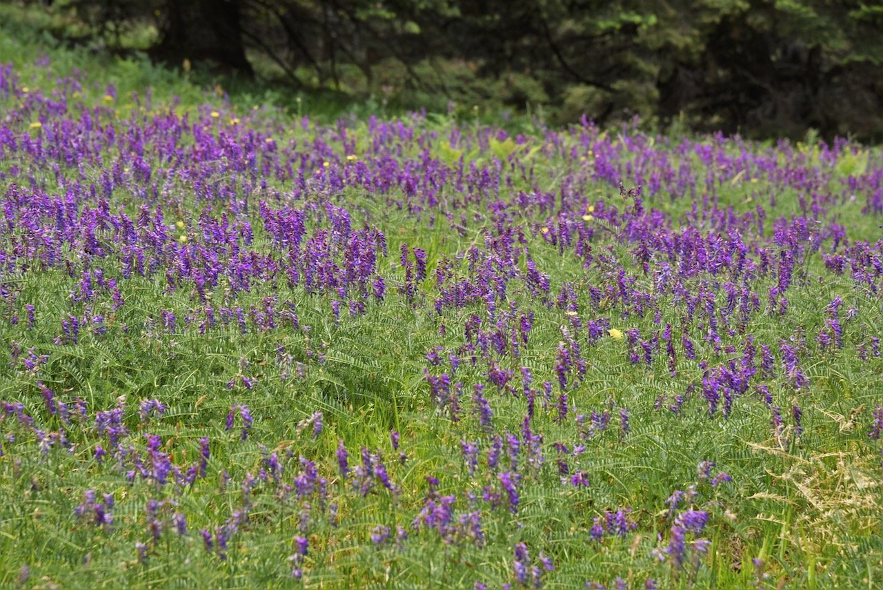 2 day trekking excursion / mt Giona / South Pindos